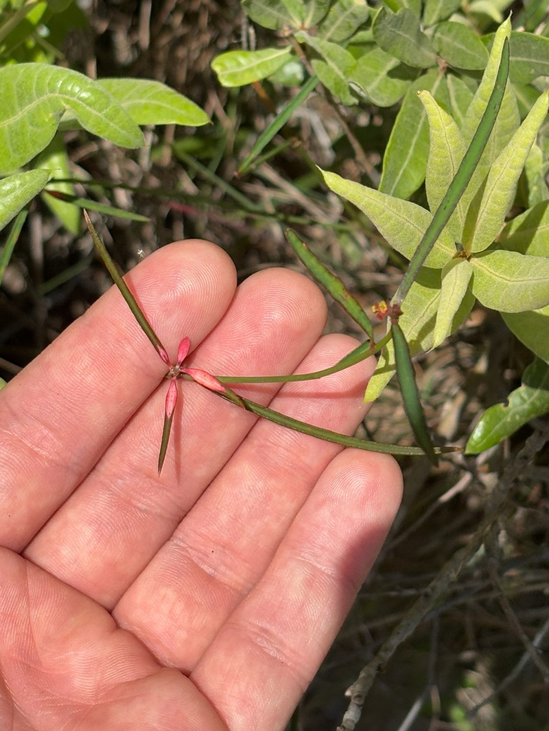 Pineland Spurge photo 5