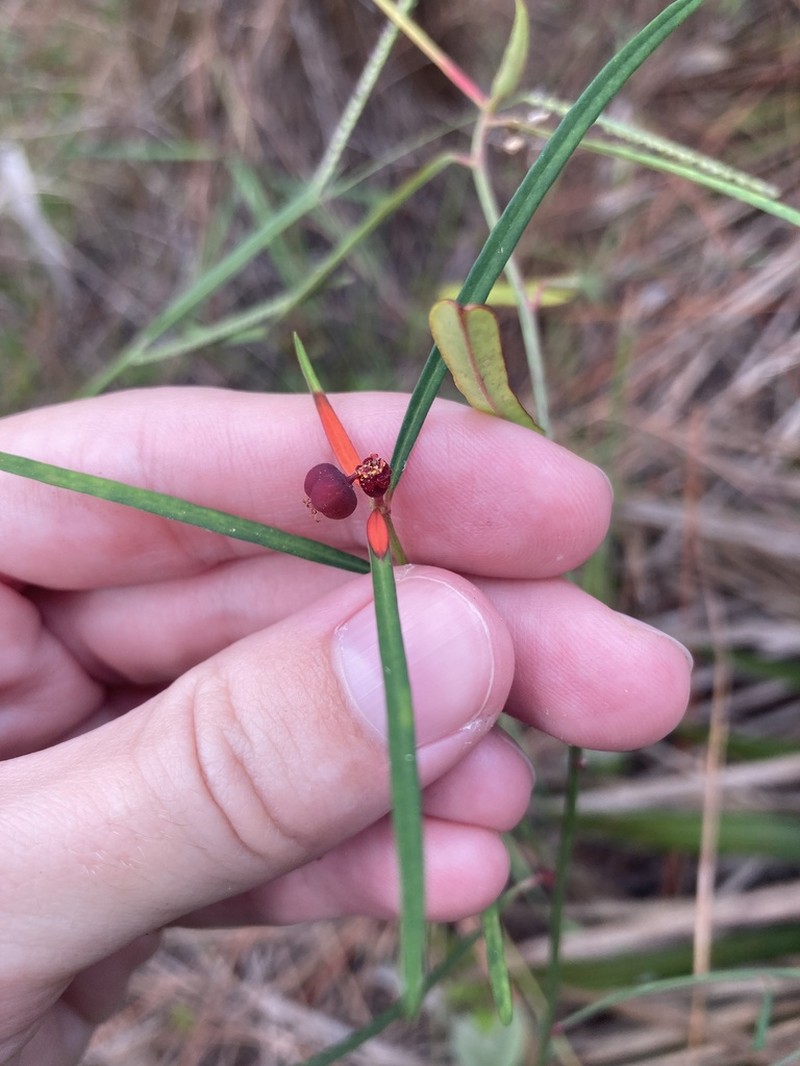 Pineland Spurge photo 6