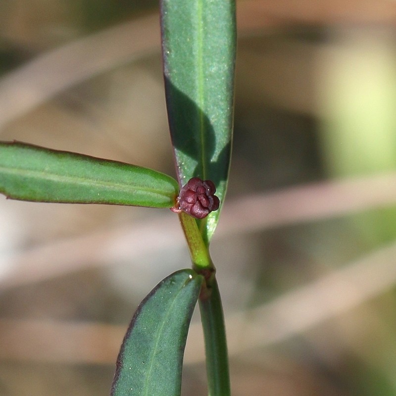 Pineland Spurge photo 7