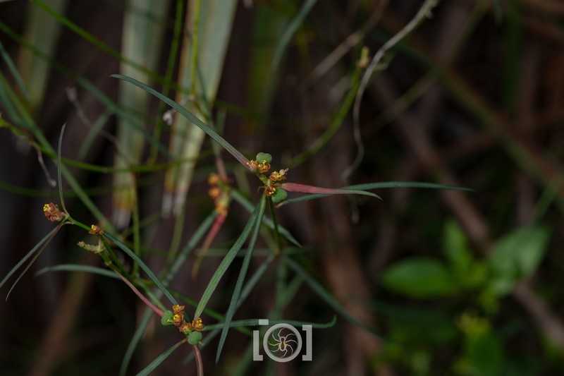 Pineland Spurge photo 8