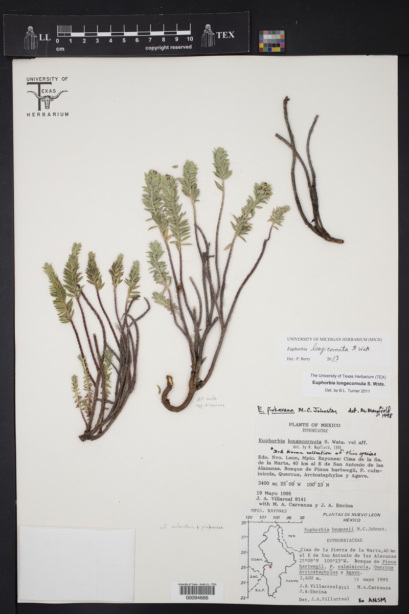 Euphorbia pinkavana