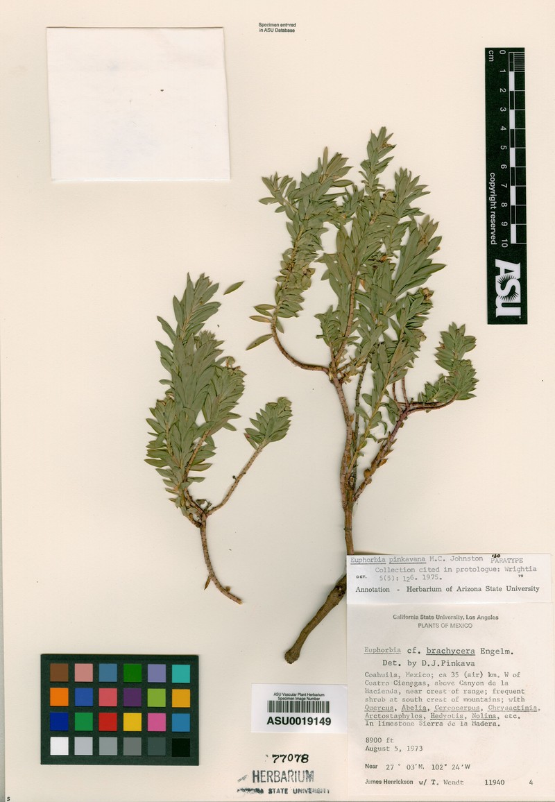 Euphorbia pinkavana photo 3
