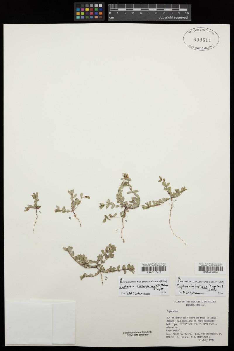 Euphorbia pionosperma