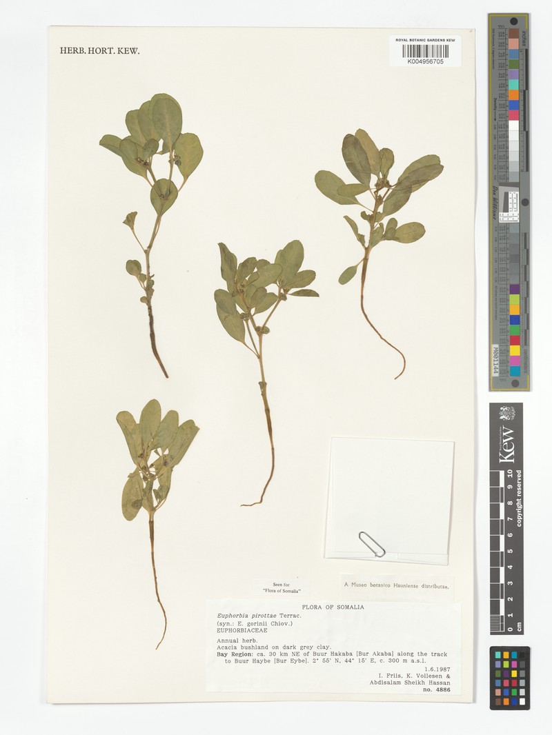 Euphorbia pirottae