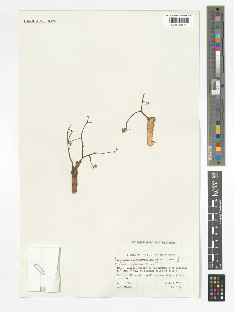 Euphorbia pirottae photo 2