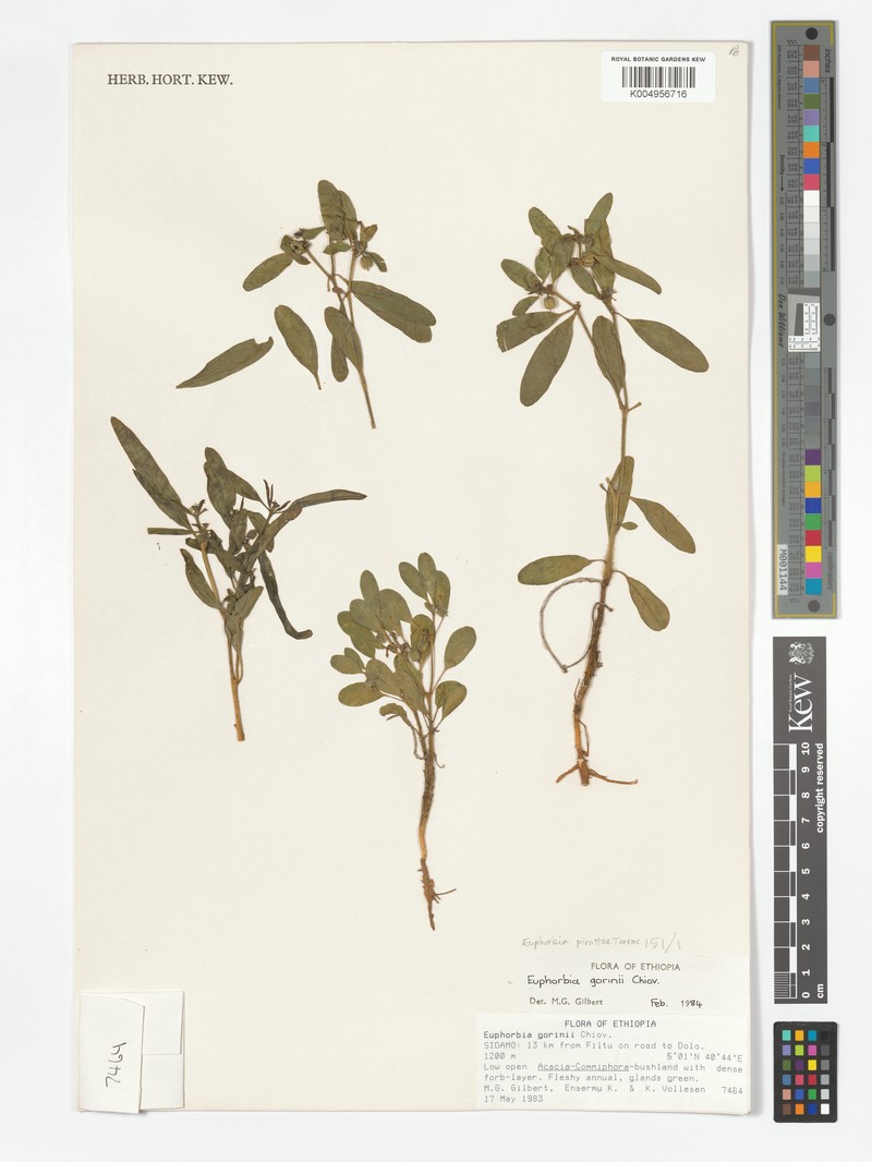 Euphorbia pirottae photo 3