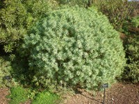 Euphorbia piscatoria