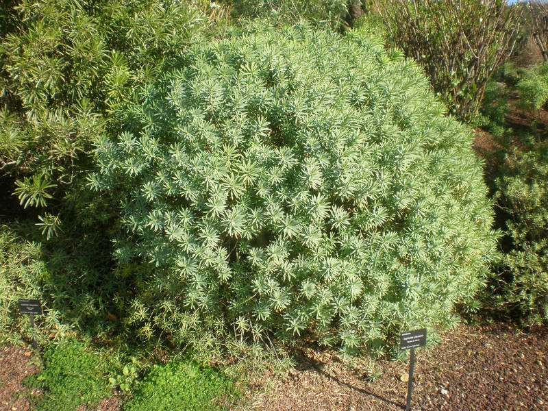 Euphorbia piscatoria