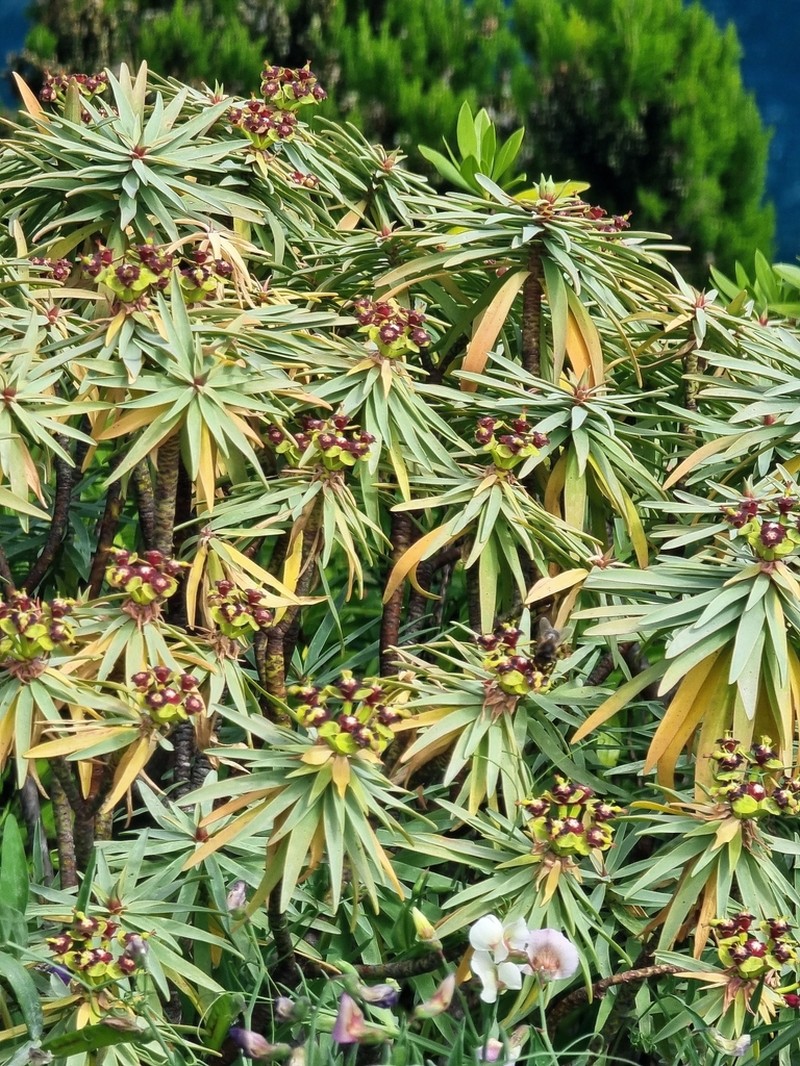 Euphorbia piscatoria photo 2