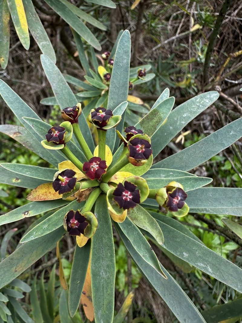 Euphorbia piscatoria photo 3
