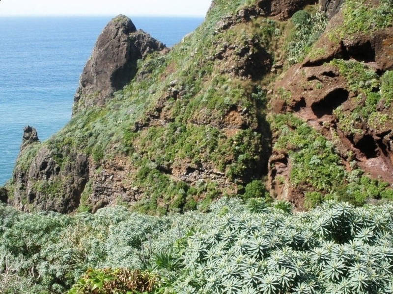 Euphorbia piscatoria photo 4