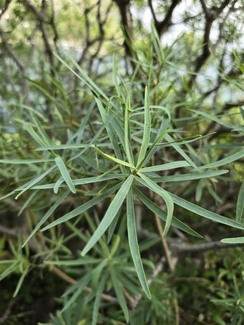 Euphorbia piscatoria photo 5