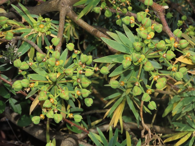 Euphorbia piscatoria photo 7