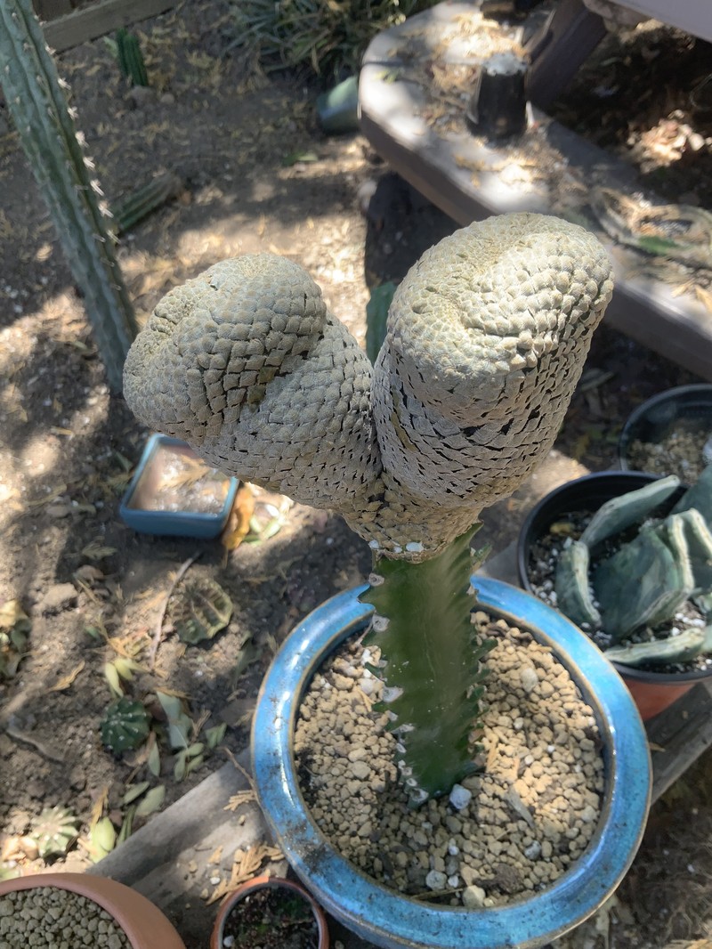 Euphorbia piscidermis