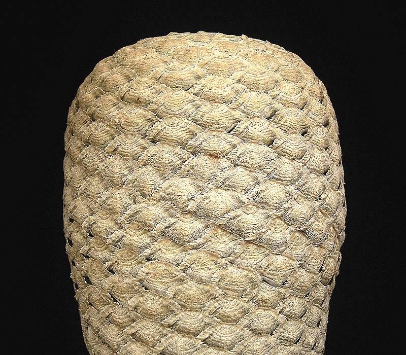 Euphorbia piscidermis photo 2