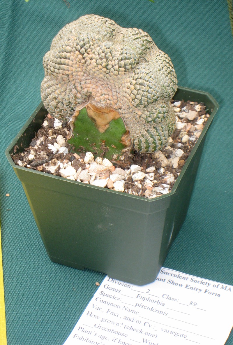 Euphorbia piscidermis photo 3