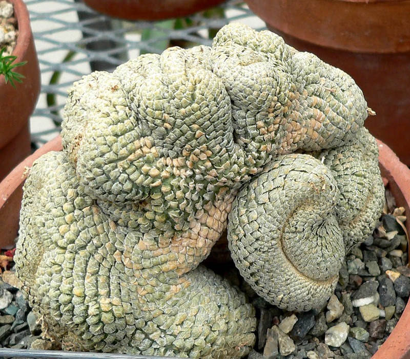 Euphorbia piscidermis photo 4