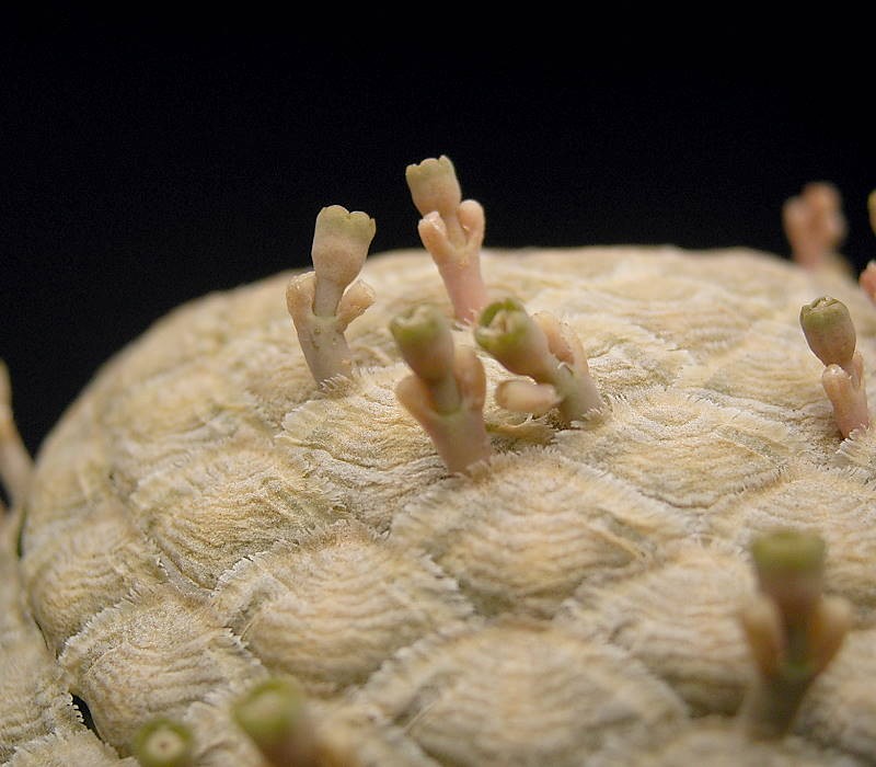 Euphorbia piscidermis photo 5