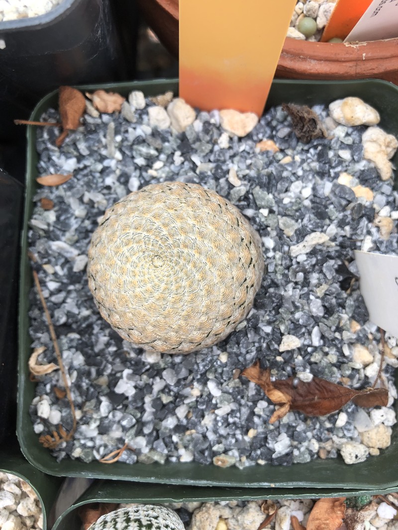 Euphorbia piscidermis photo 6