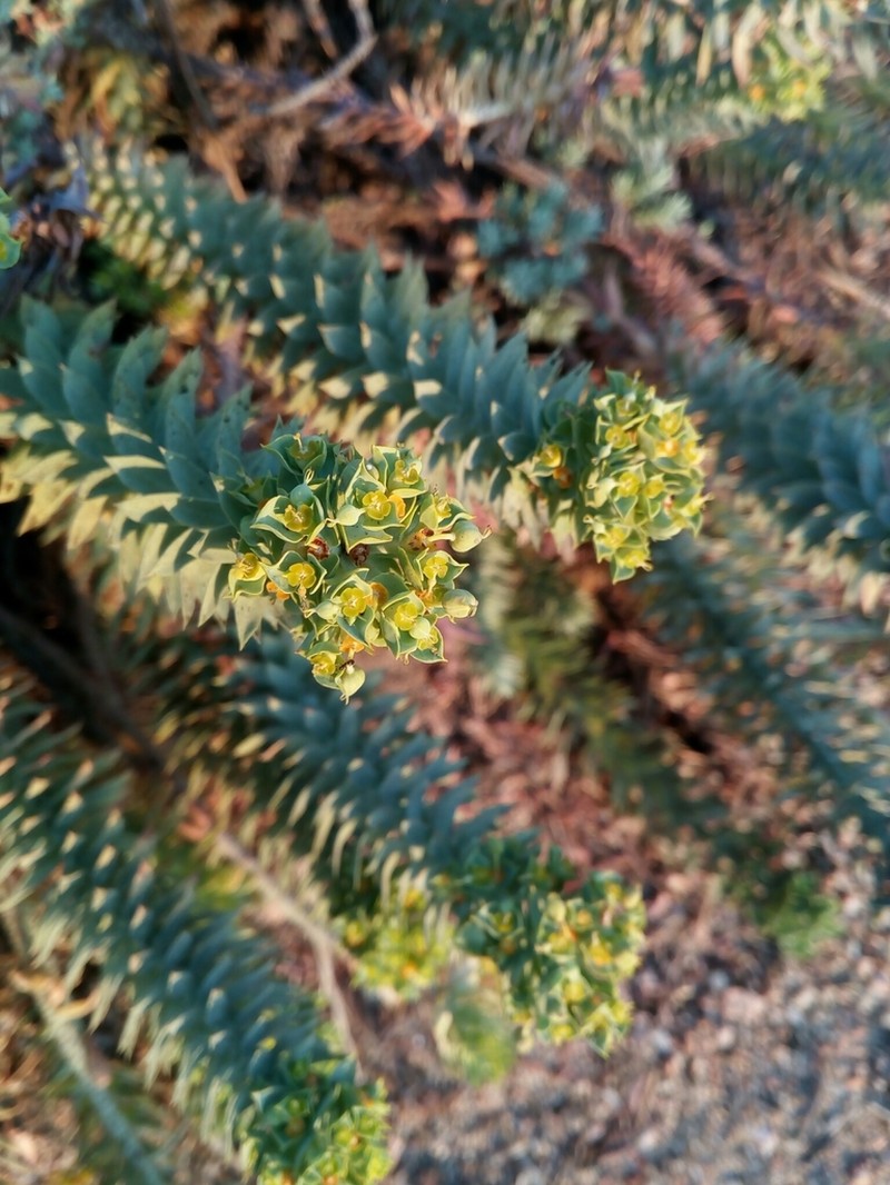Euphorbia pithyusa