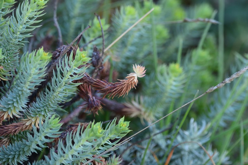 Euphorbia pithyusa photo 2