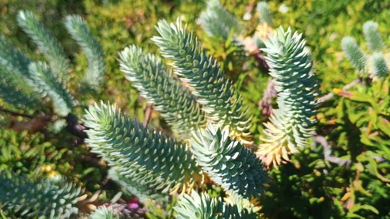 Euphorbia pithyusa photo 3