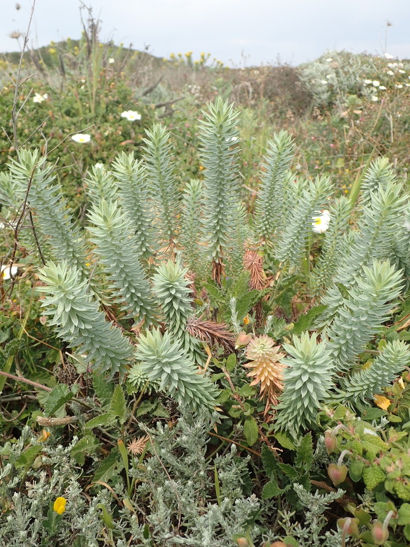 Euphorbia pithyusa photo 4