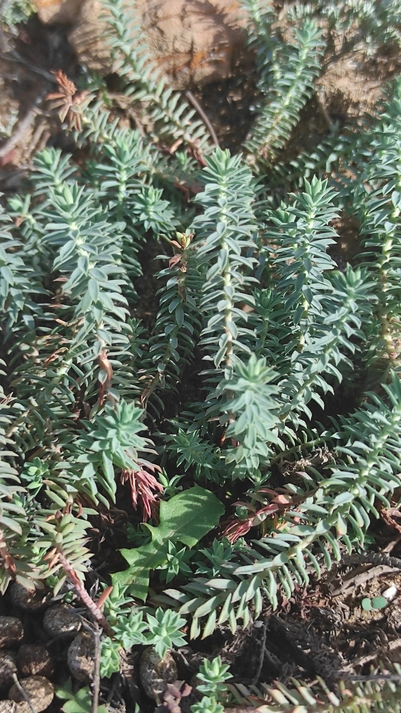 Euphorbia pithyusa photo 5
