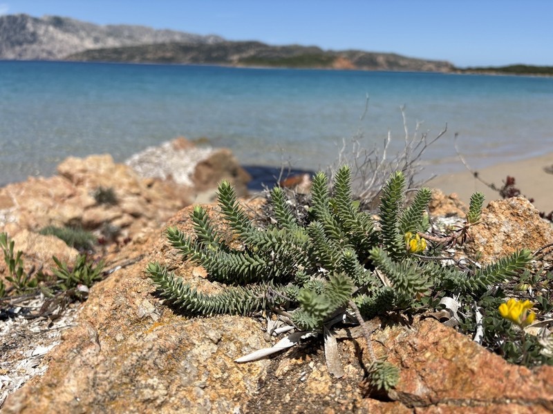 Euphorbia pithyusa photo 6