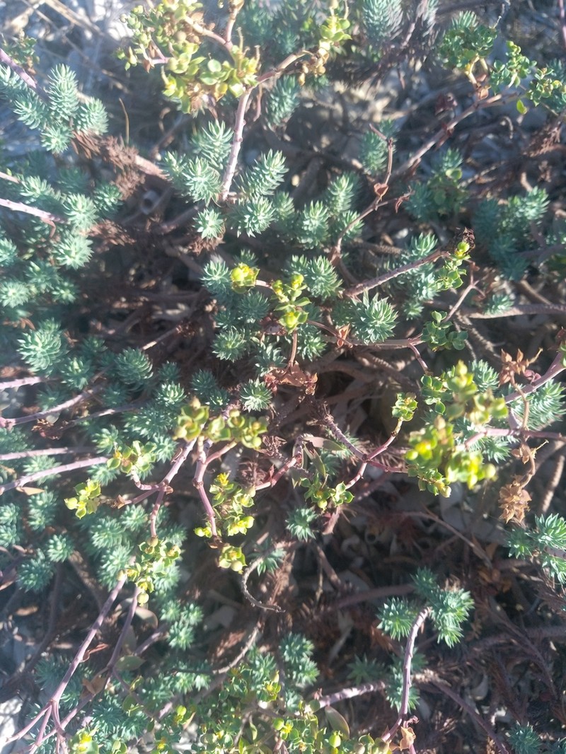 Euphorbia pithyusa photo 7