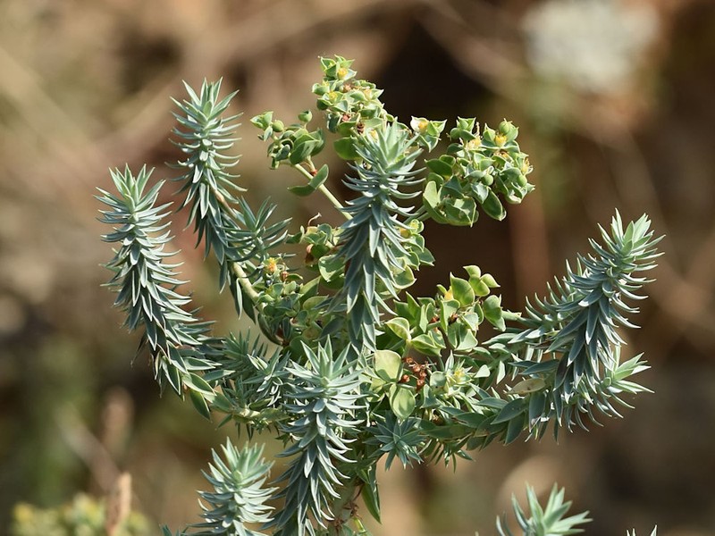 Euphorbia pithyusa photo 8