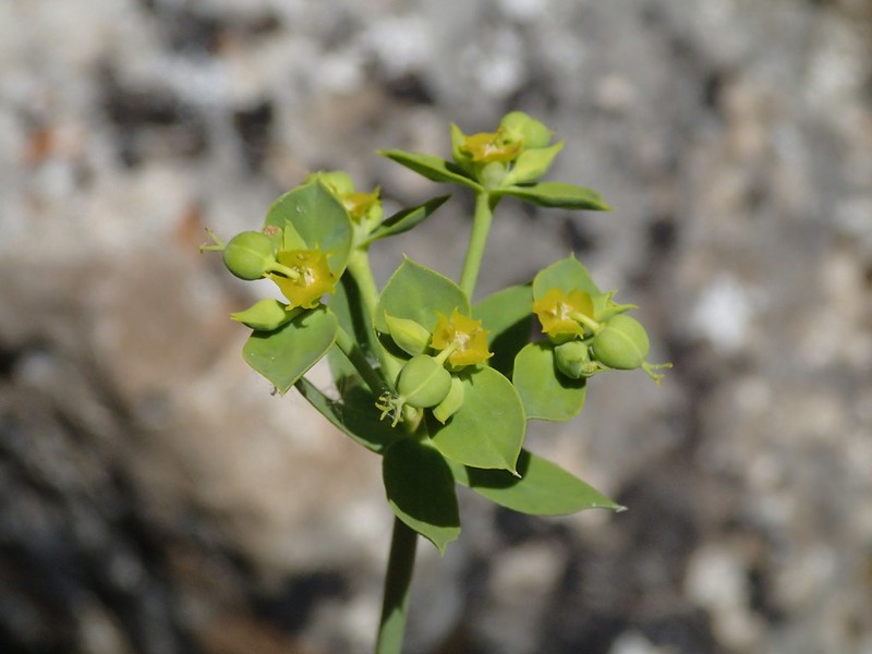 Euphorbia pithyusa subsp. cupanii