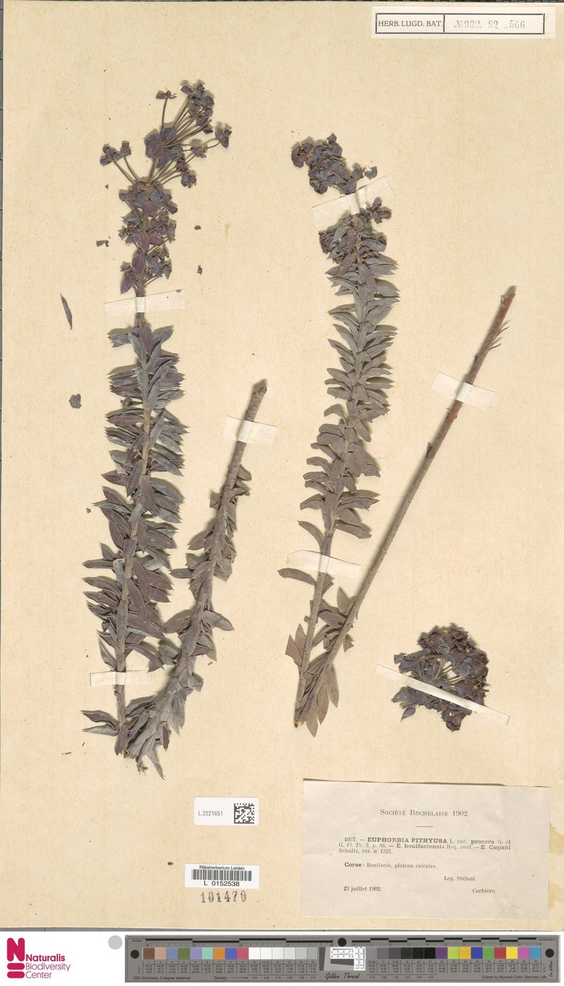 Euphorbia pithyusa subsp. cupanii photo 2