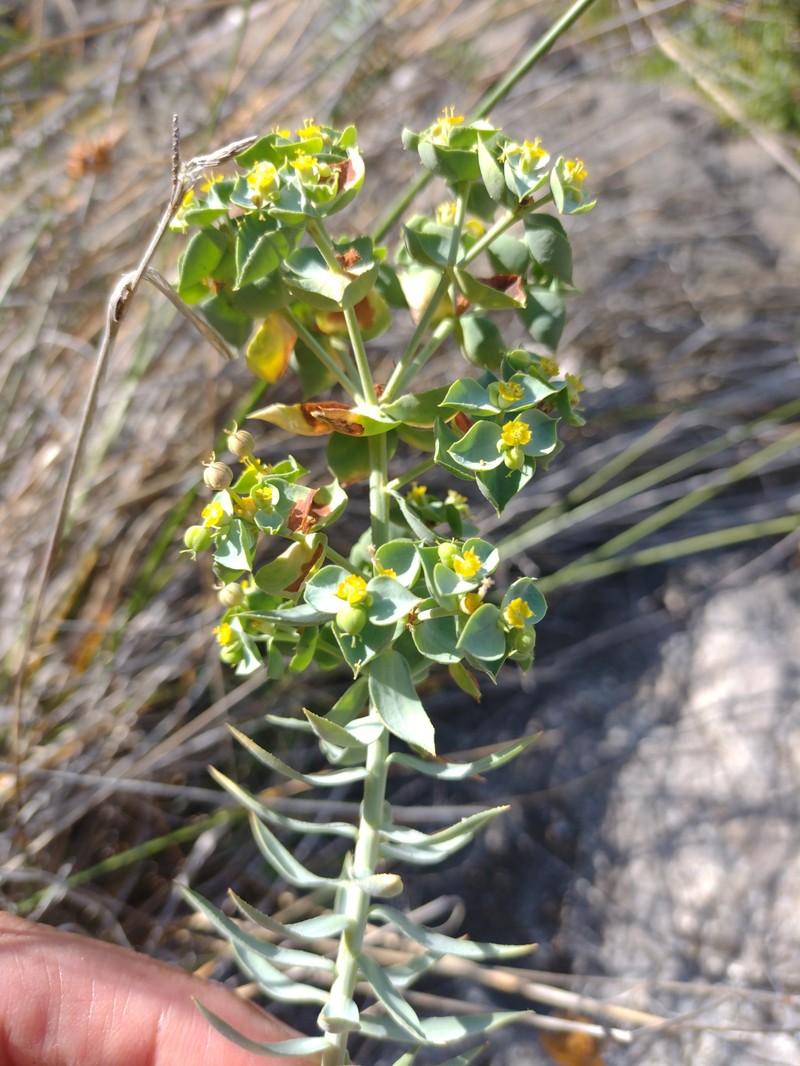 Euphorbia pithyusa subsp. pithyusa