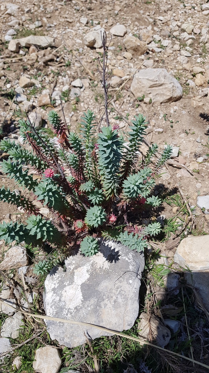 Euphorbia pithyusa subsp. pithyusa photo 2