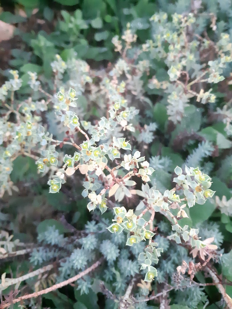 Euphorbia pithyusa subsp. pithyusa photo 3
