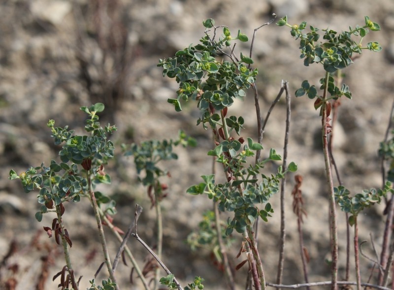 Euphorbia pithyusa subsp. pithyusa photo 4