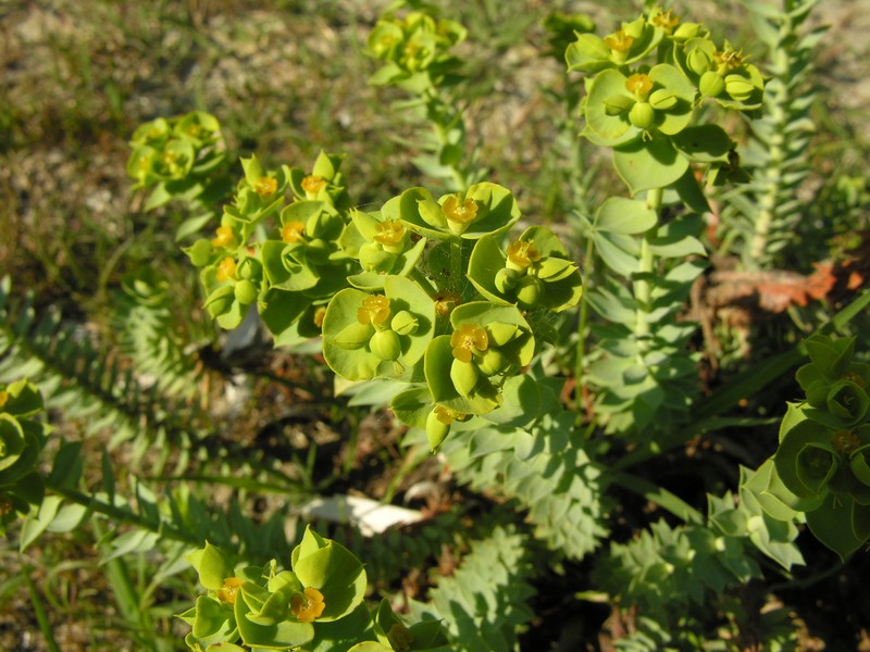 Euphorbia pithyusa subsp. pithyusa photo 5