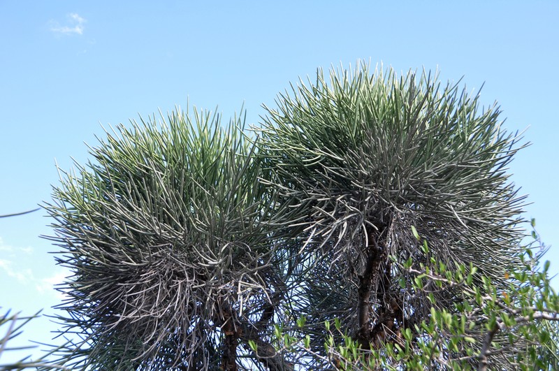 Euphorbia plagiantha photo 8