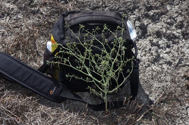 Euphorbia planiticola