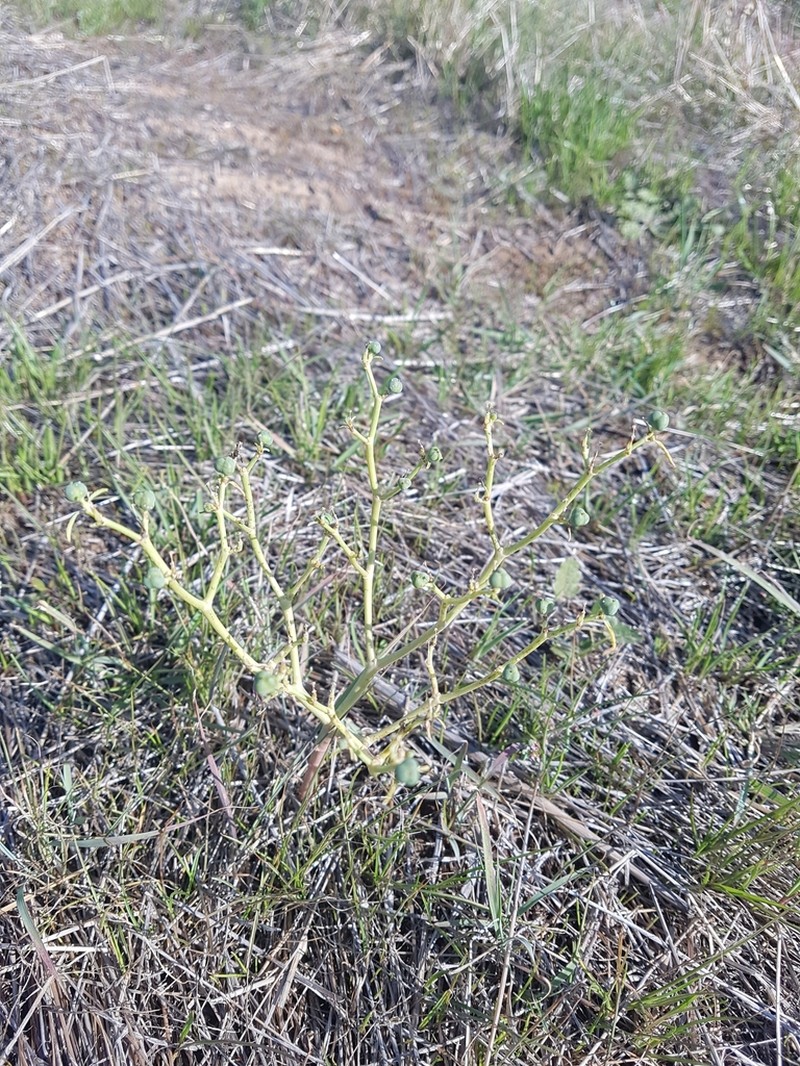 Euphorbia planiticola photo 2