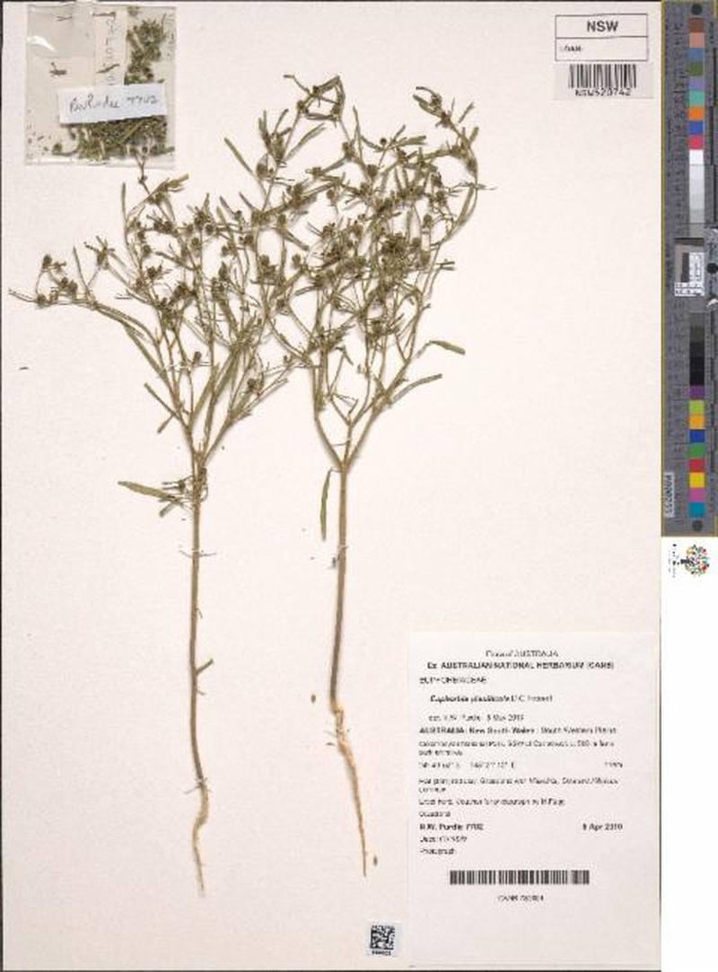 Euphorbia planiticola photo 3