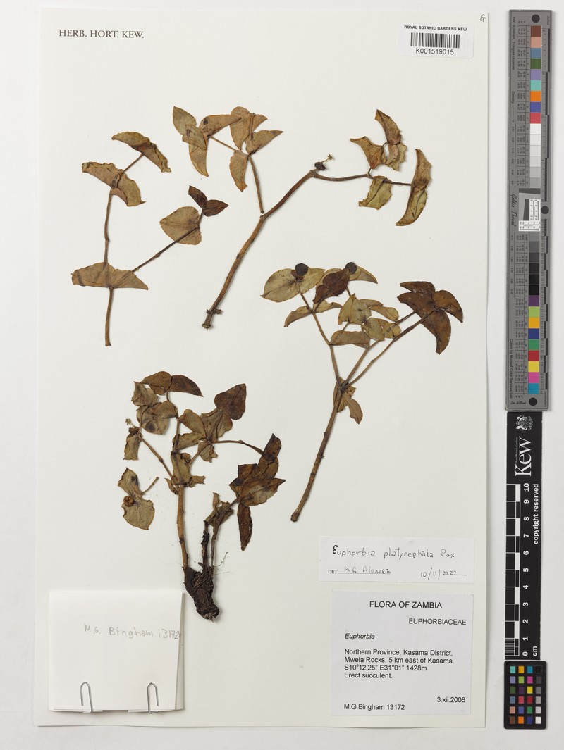 Euphorbia platycephala