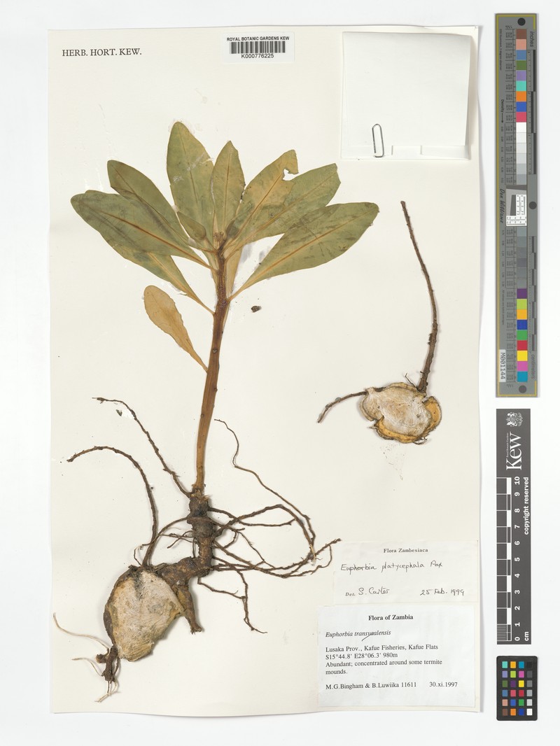 Euphorbia platycephala photo 2