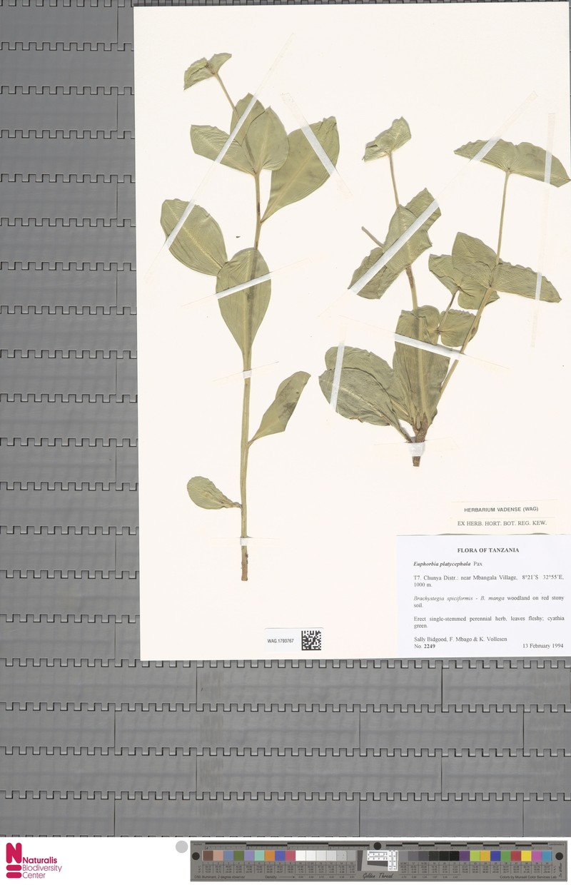 Euphorbia platycephala photo 3