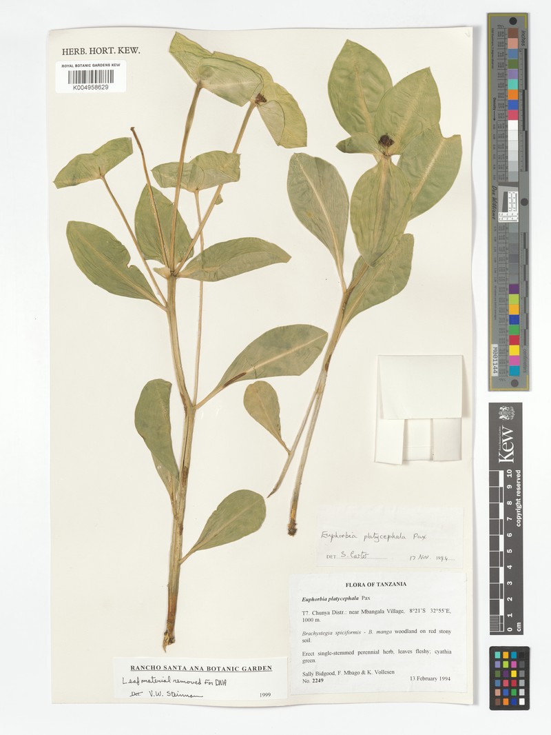 Euphorbia platycephala photo 4
