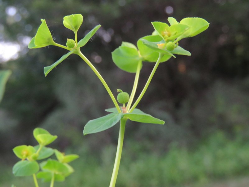 Broadleaf Spurge
