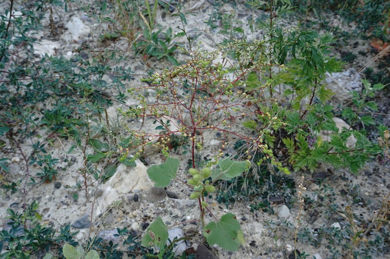 Broadleaf Spurge photo 2