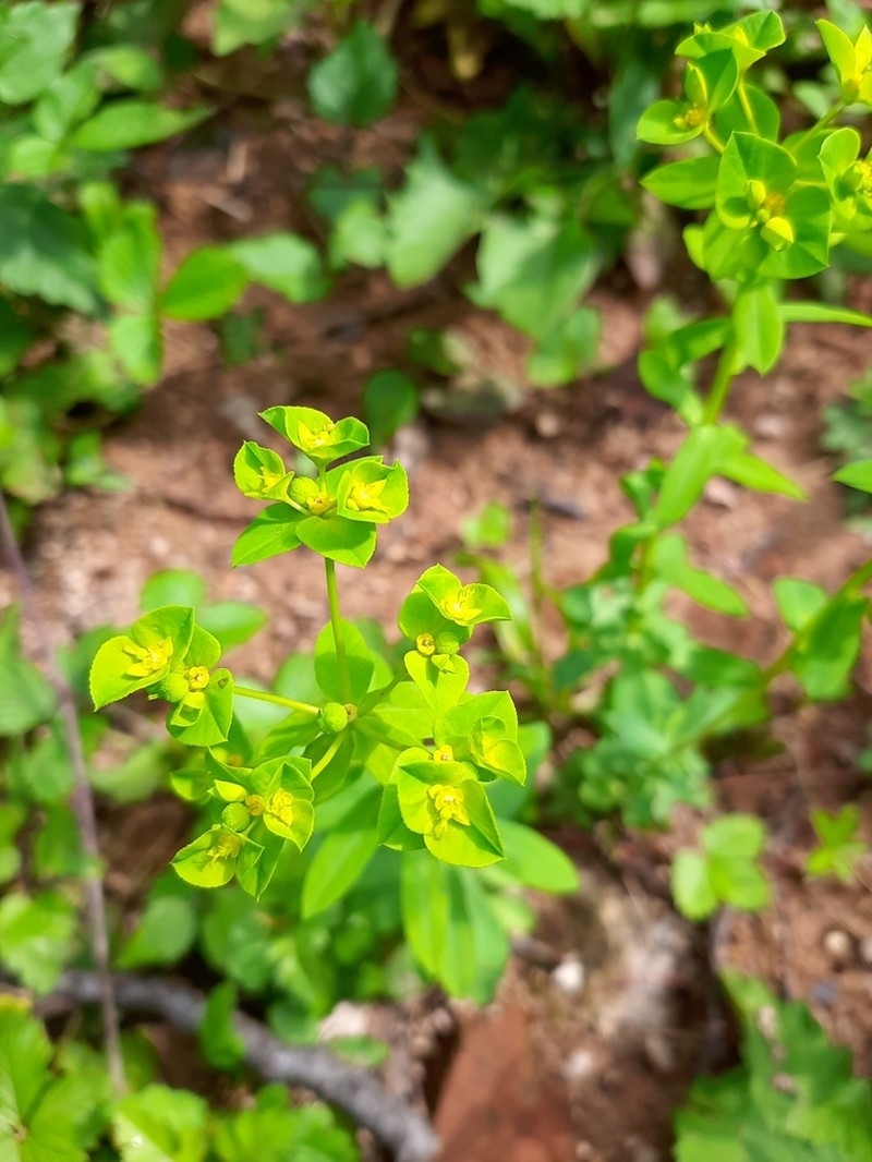 Broadleaf Spurge photo 3