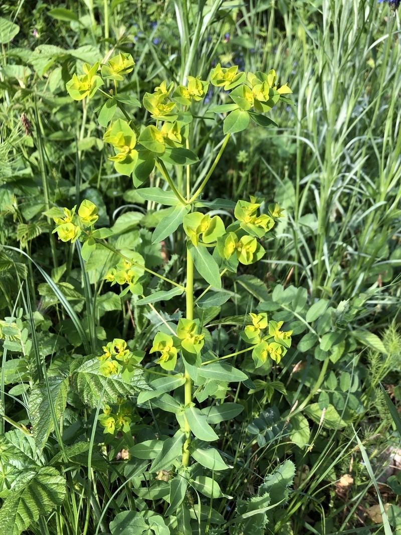 Broadleaf Spurge photo 4